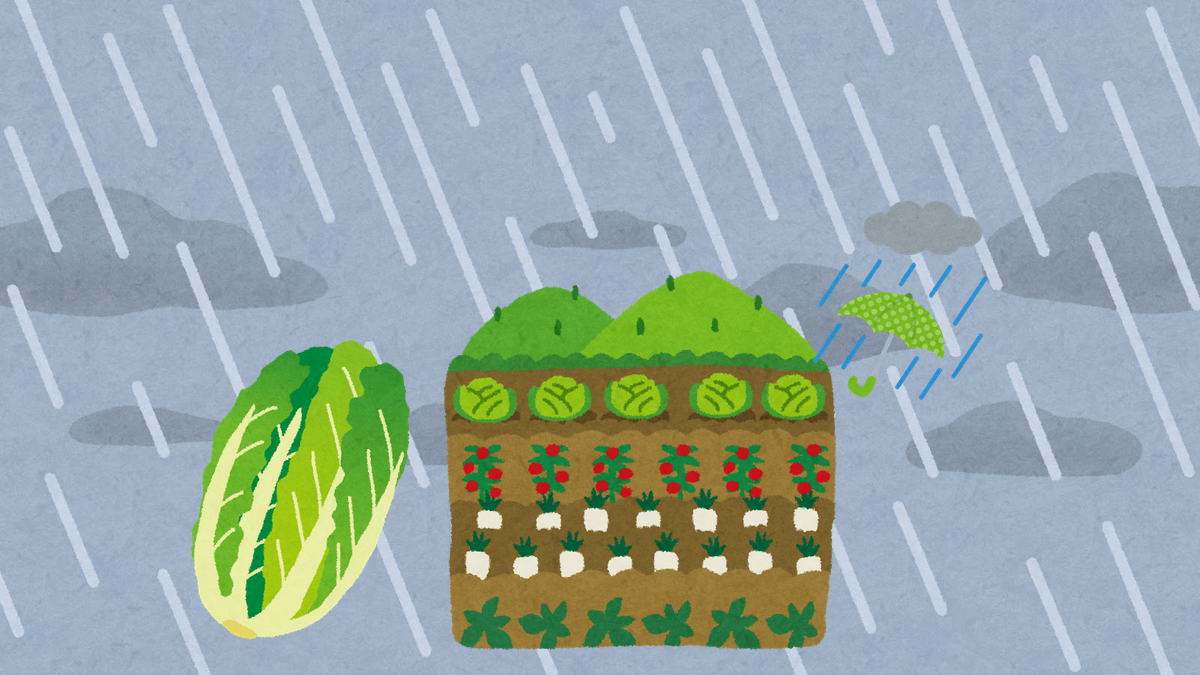 強い雨が降る空の下の、白菜と野菜の畑のイラスト
