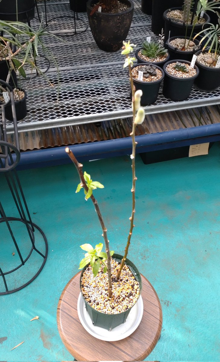花びんで根が出たネコヤナギを、鉢に植えかえたところ