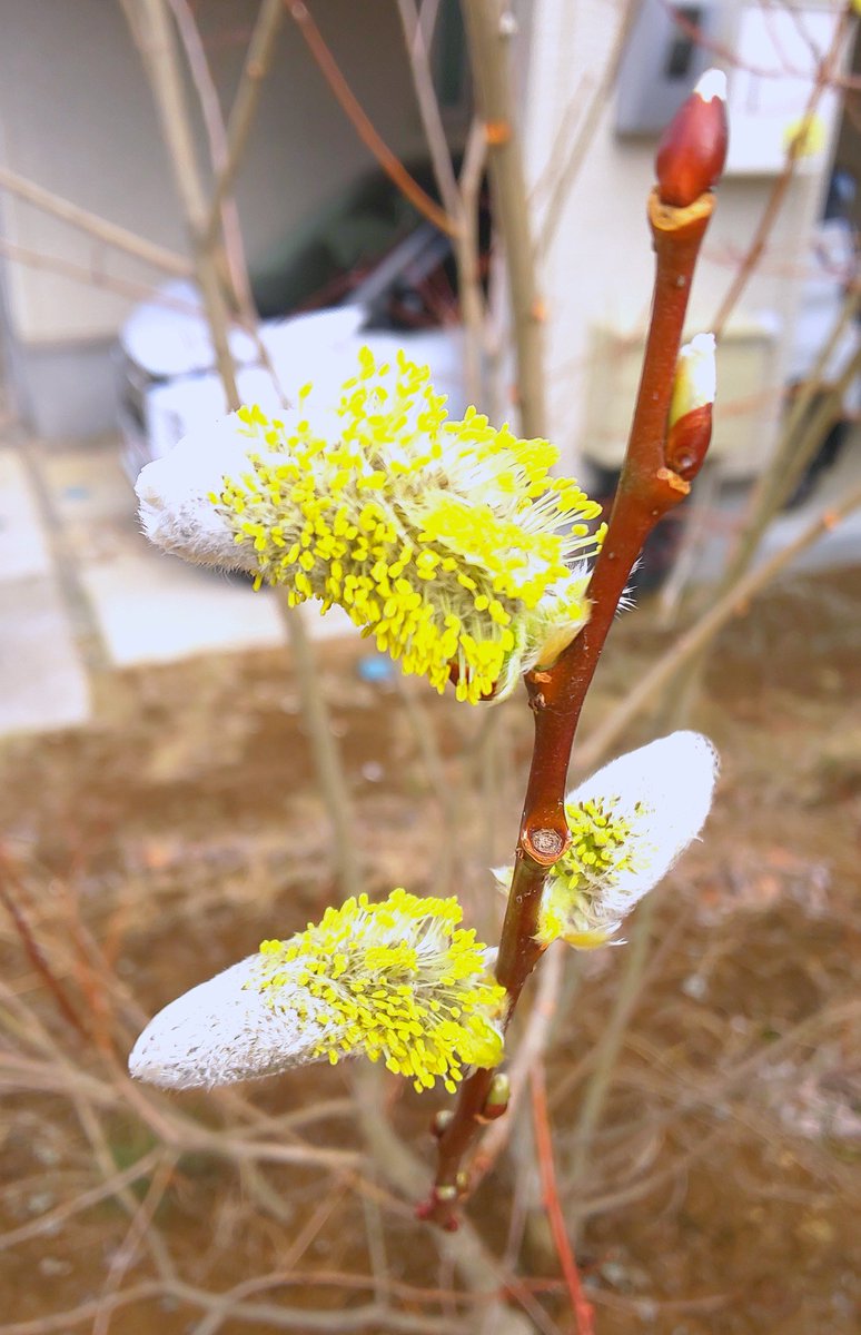 庭で咲いたネコヤナギの雄花。黄色い花粉が出ている