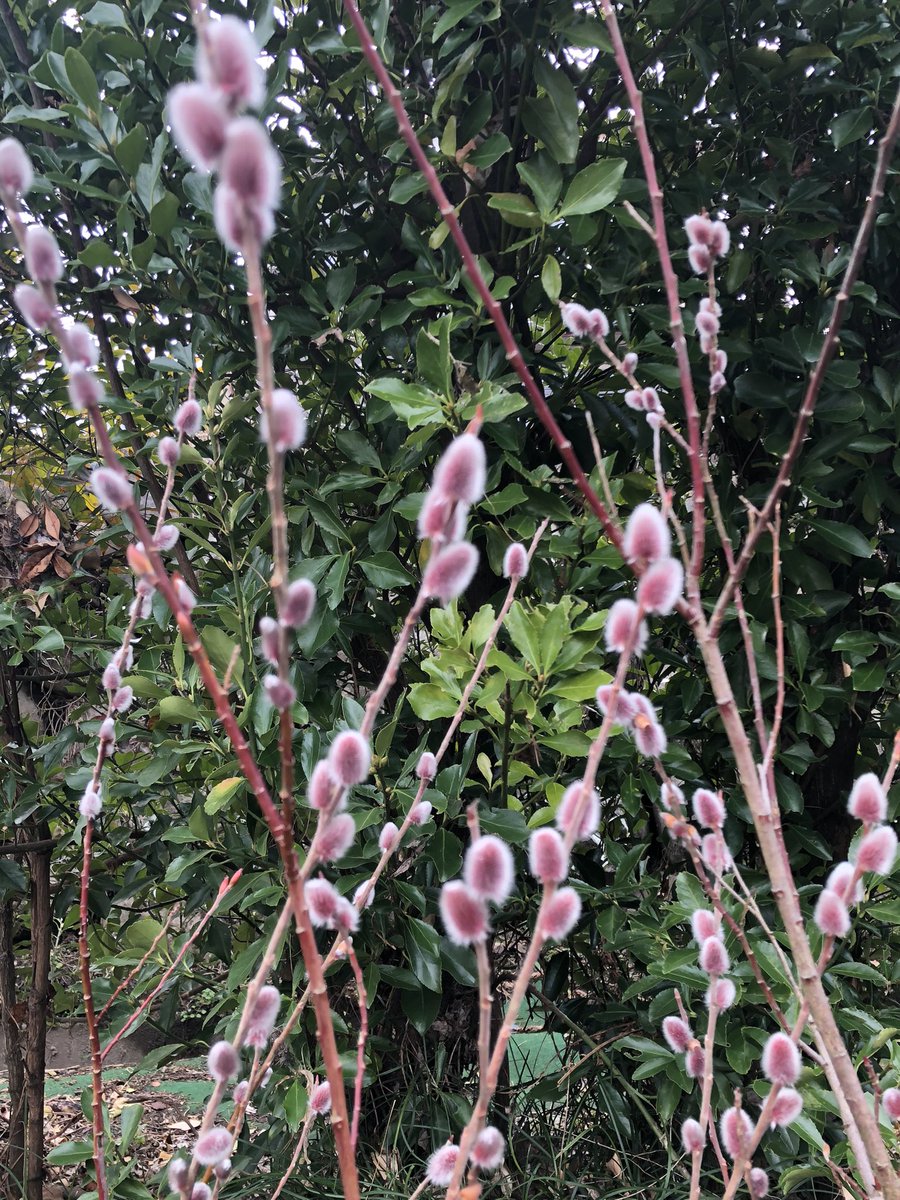 庭で鉢植えにしたピンクネコヤナギのふわふわの花穂