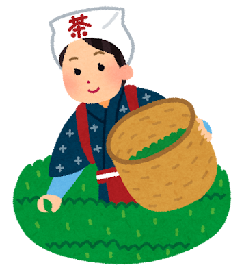 茶摘みをする人のイラスト
